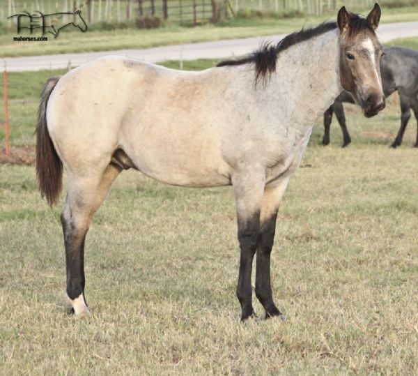 Driftin In Blue's 2018 Buckskin Roan Colt